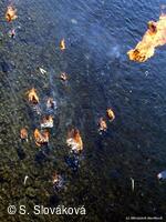 * Z DĚNÍ VE MĚSTĚ